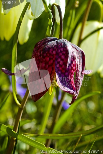 Image of snakes head lily