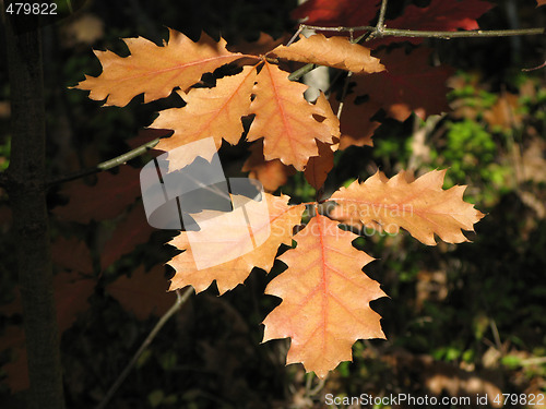 Image of Autumn leaves