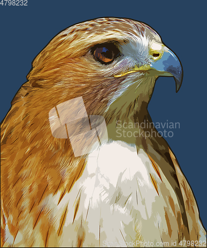 Image of Ferruginous hawk (Buteo regalis)