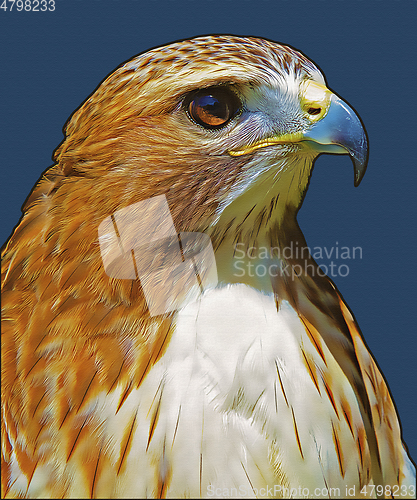 Image of Ferruginous hawk (Buteo regalis)