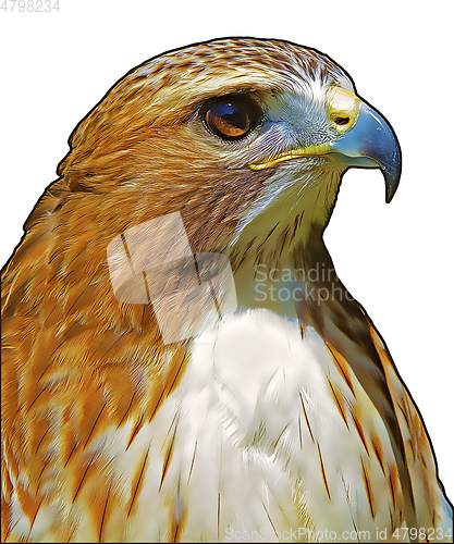 Image of Ferruginous hawk (Buteo regalis)