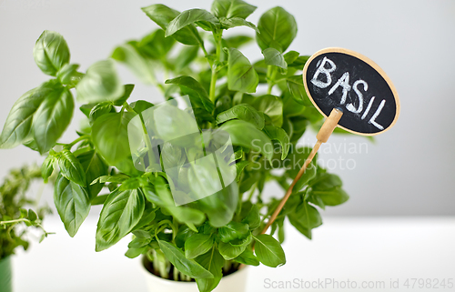 Image of close up of basil herb with name plate in pot