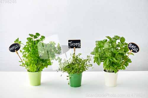 Image of greens or herbs in pots with name plates on table