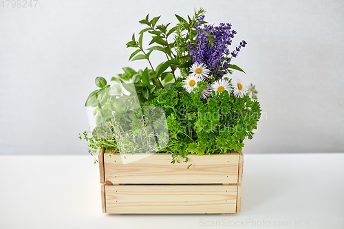 Image of green herbs and flowers in wooden box on table