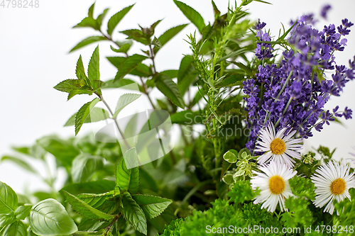 Image of close up of green herbs and flowers