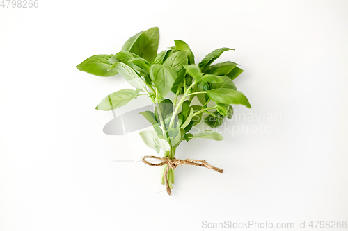 Image of bunch of basil on white background