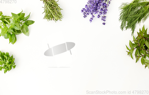 Image of greens, spices or medicinal herbs on white