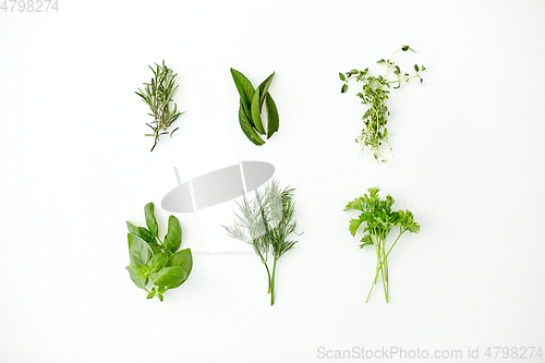 Image of greens, spices or herbs on white background