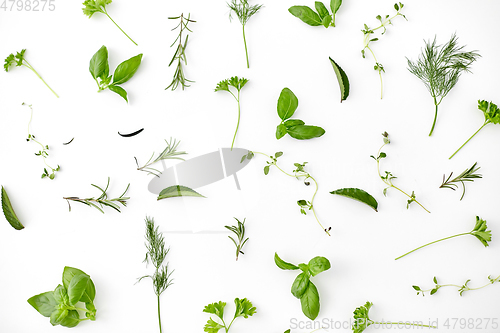 Image of greens, spices or herbs on white background