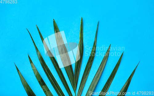 Image of green palm leaf on blue background