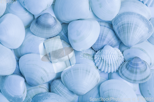 Image of Collection of seashells as background in blue tone