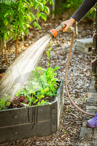 Image of Watering salad in raised bed in garden