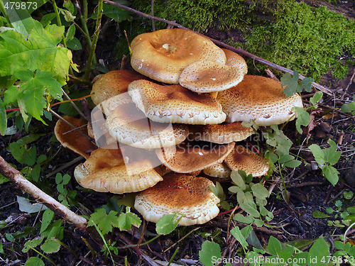 Image of Mushrooms among  grass and  moss