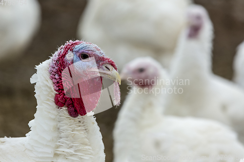 Image of Turkey-poult