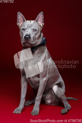 Image of beautiful thai ridgeback dog with bow tie