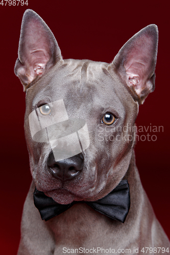 Image of beautiful thai ridgeback dog with bow tie