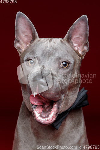 Image of beautiful thai ridgeback dog licking lips