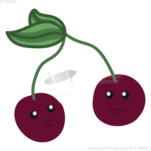 Image of Two purple cherries vector or color illustration