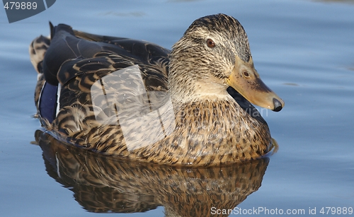 Image of Mallard in the water. 