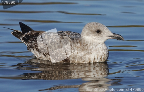 Image of Seagull. 