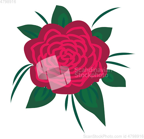 Image of Marigold vector or color illustration