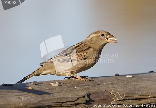 Image of House Sparrow. 