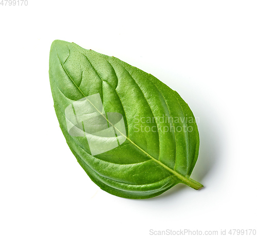 Image of fresh green basil leaf