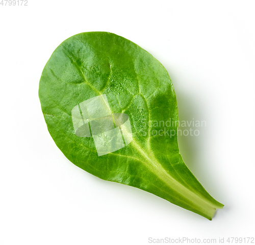 Image of fresh green lettuce leaf