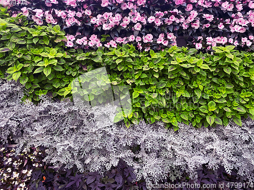 Image of beautiful wall of flowers