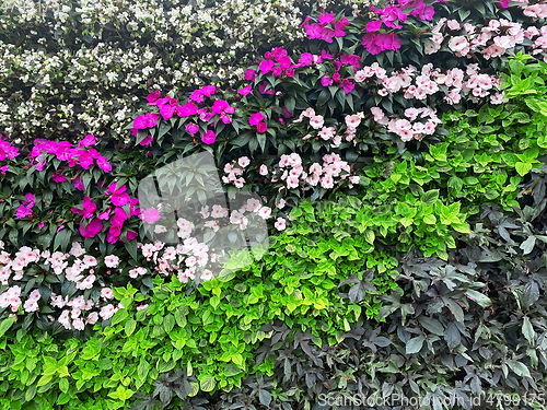 Image of beautiful wall of flowers