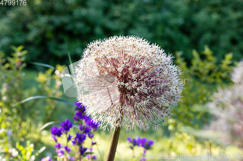 Image of beautiful summer flower