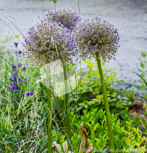 Image of beautiful summer flowers