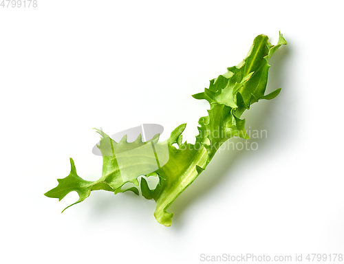 Image of fresh green lettuce