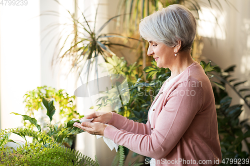 Image of happy senior woman cleaning houseplant