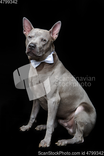 Image of beautiful thai ridgeback dog with bow tie