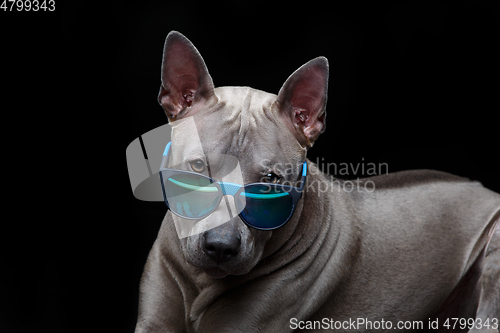 Image of beautiful thai ridgeback dog in sun glasses