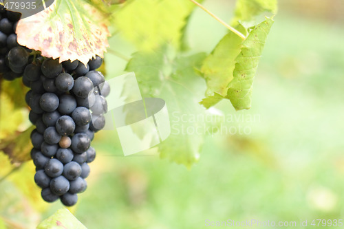 Image of grape