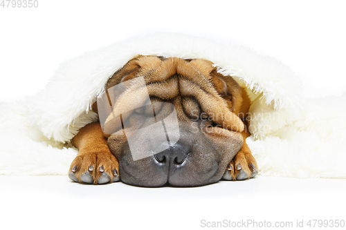 Image of shar pei puppy under plaid