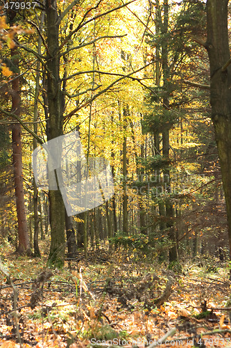 Image of autumn forest