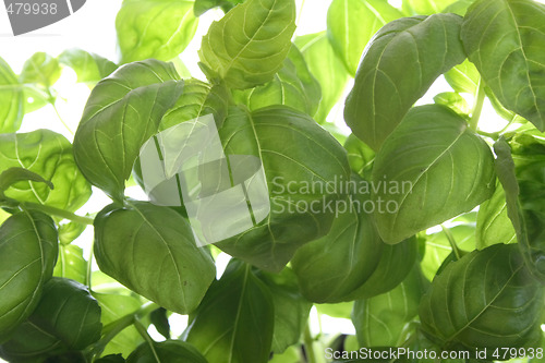 Image of basil background