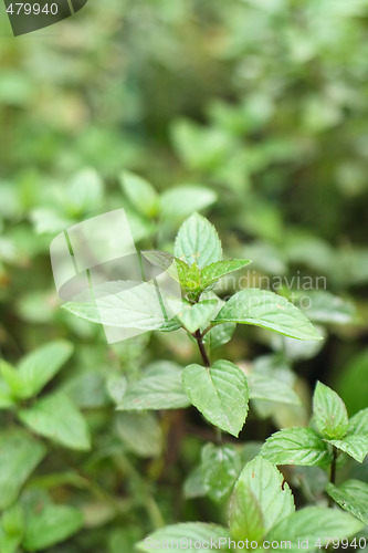 Image of mint