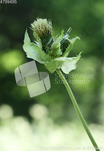 Image of Cabbage thistle flower