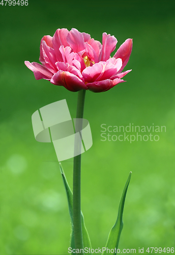 Image of Pink double early tulip