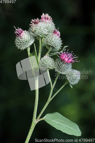 Image of Greater burdock flowers