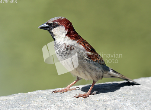Image of Male House Sparrow