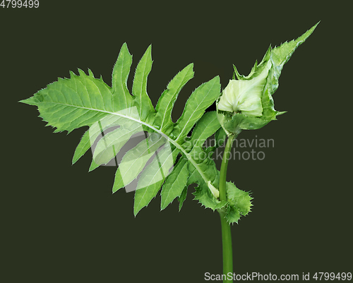 Image of Cabbage thistle with closed flower