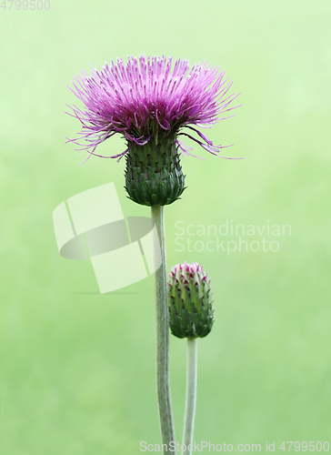 Image of Melancholy thistle flower