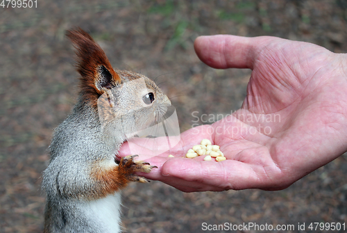 Image of Feeding a squirrel in the park