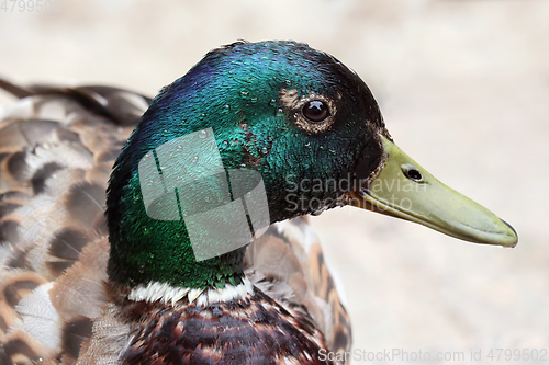 Image of Beautiful wild duck