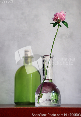 Image of Still life with Red Clover